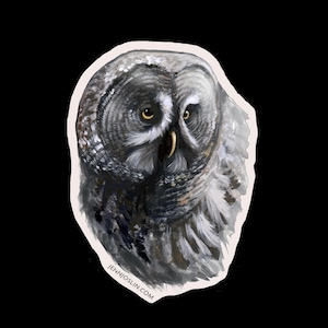 Chouette lapone - Sticker vinyle rapace pour les ornithologues amateurs et les amoureux de la nature