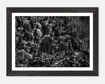 Wildebeest Migration | Maasai Mara National Park Framed Wall Art Decor Print