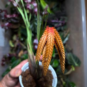 Racinaea undolifolia - rare beautiful miniature Bromeliad