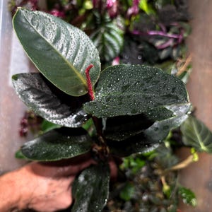 Rhodospatha sp. &quot;Purple&quot; - large rare tropical plant for terrarium growing