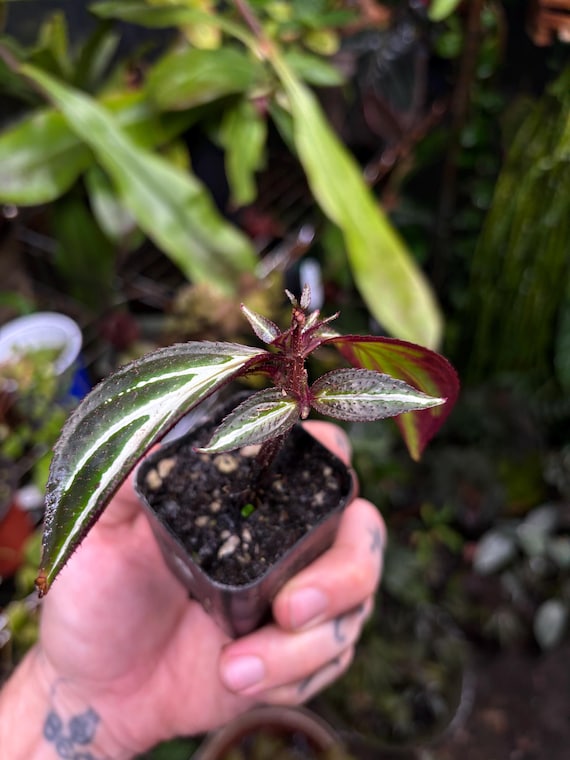 Sonerila Sp. 