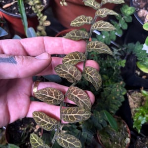succulents donkey tail Donkey Tail Sedum – Fragrance Plants and Flowers main image 1