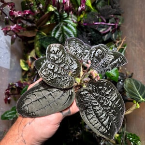 Bertolonia violacea - dark, fuzzy, iridescent terrarium plant