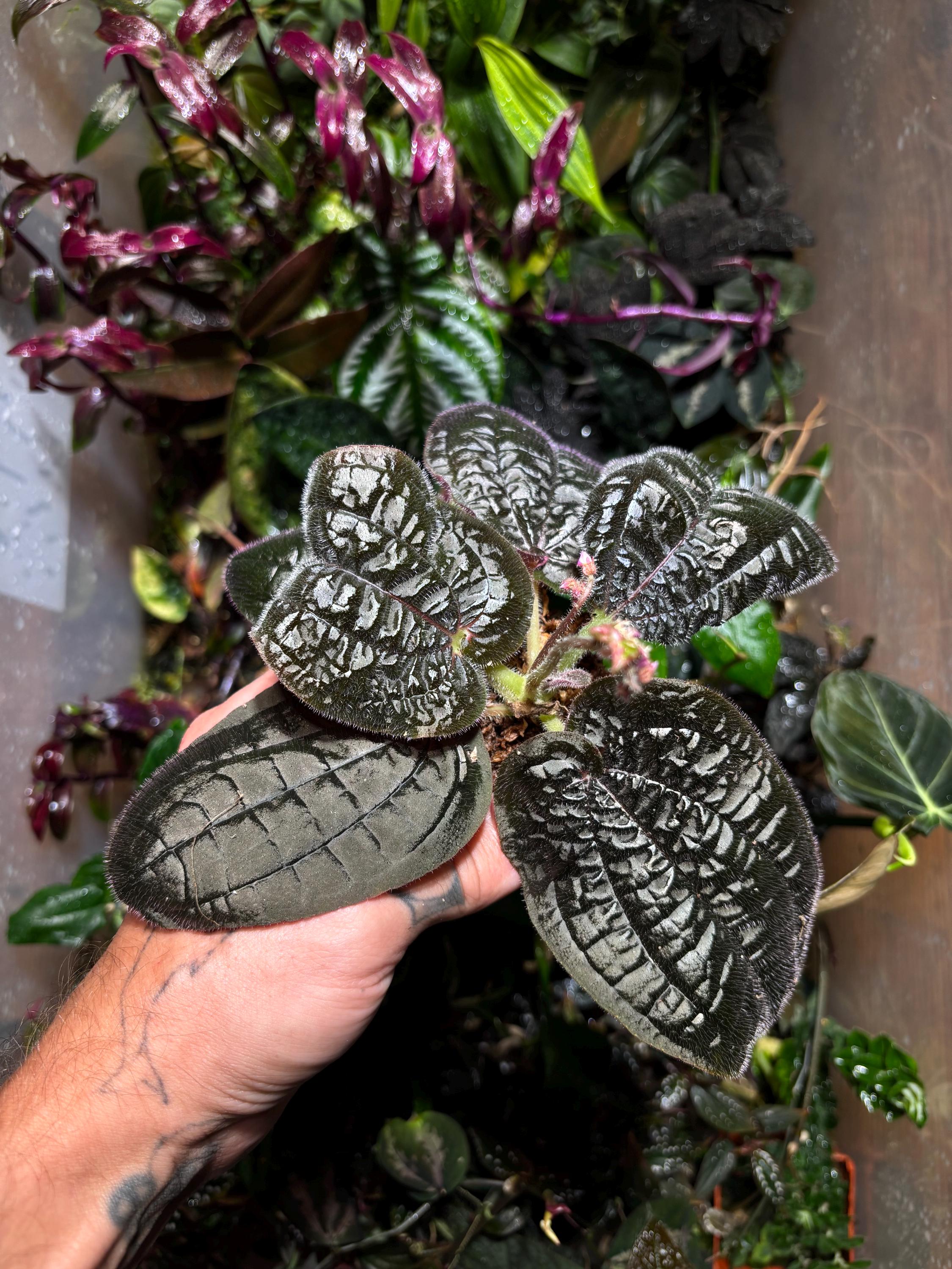 il_fullxfull.7100750001_lbr7.jpg