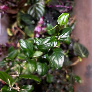 Könnte beinhalten: Nahaufnahme von glänzenden, dunkelgrünen Pflanzenblättern. Die Blätter stehen im Mittelpunkt, mit einigen Stängeln und anderen Pflanzen im Hintergrund. Das Bild zeigt eine Vielfalt an grünem Laub.