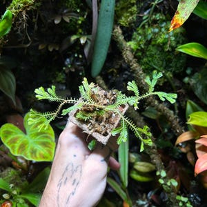 Selaginella sp. &quot;Madagascar&quot; - una felce facile e carina per riempire un terrario