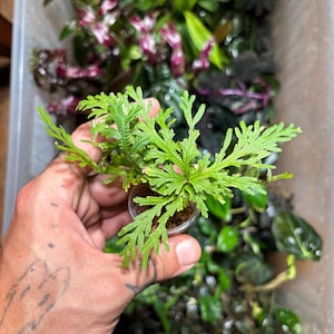 Selaginella sp. “Green Ecuador” - Frondose mit roten Stielen