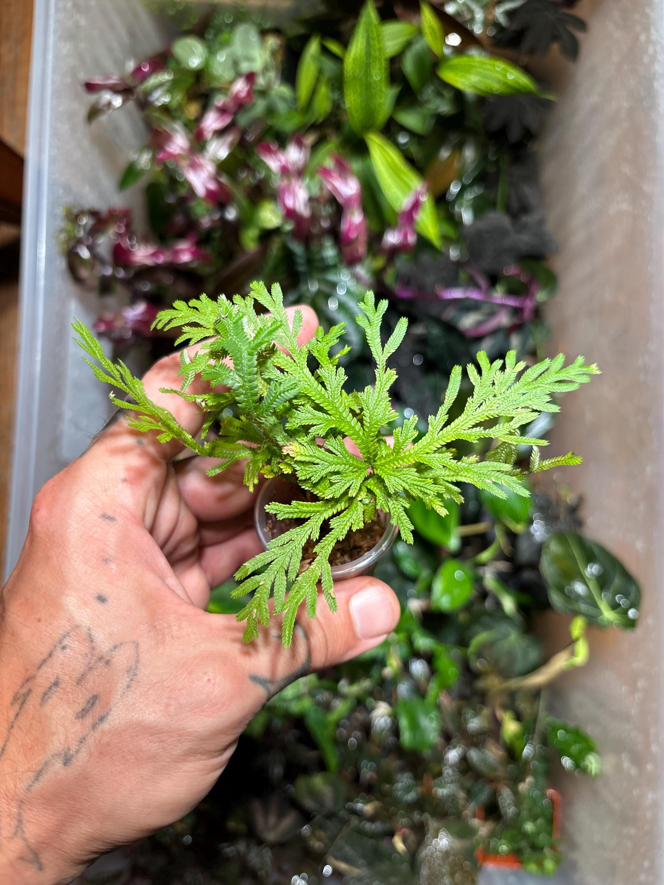 Selaginella - Etsy 日本