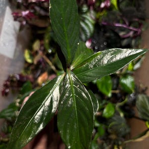 Nicht identifizierte Rubiaceae sp. aus Ecuador - seltene Tropenpflanze für Terrarien