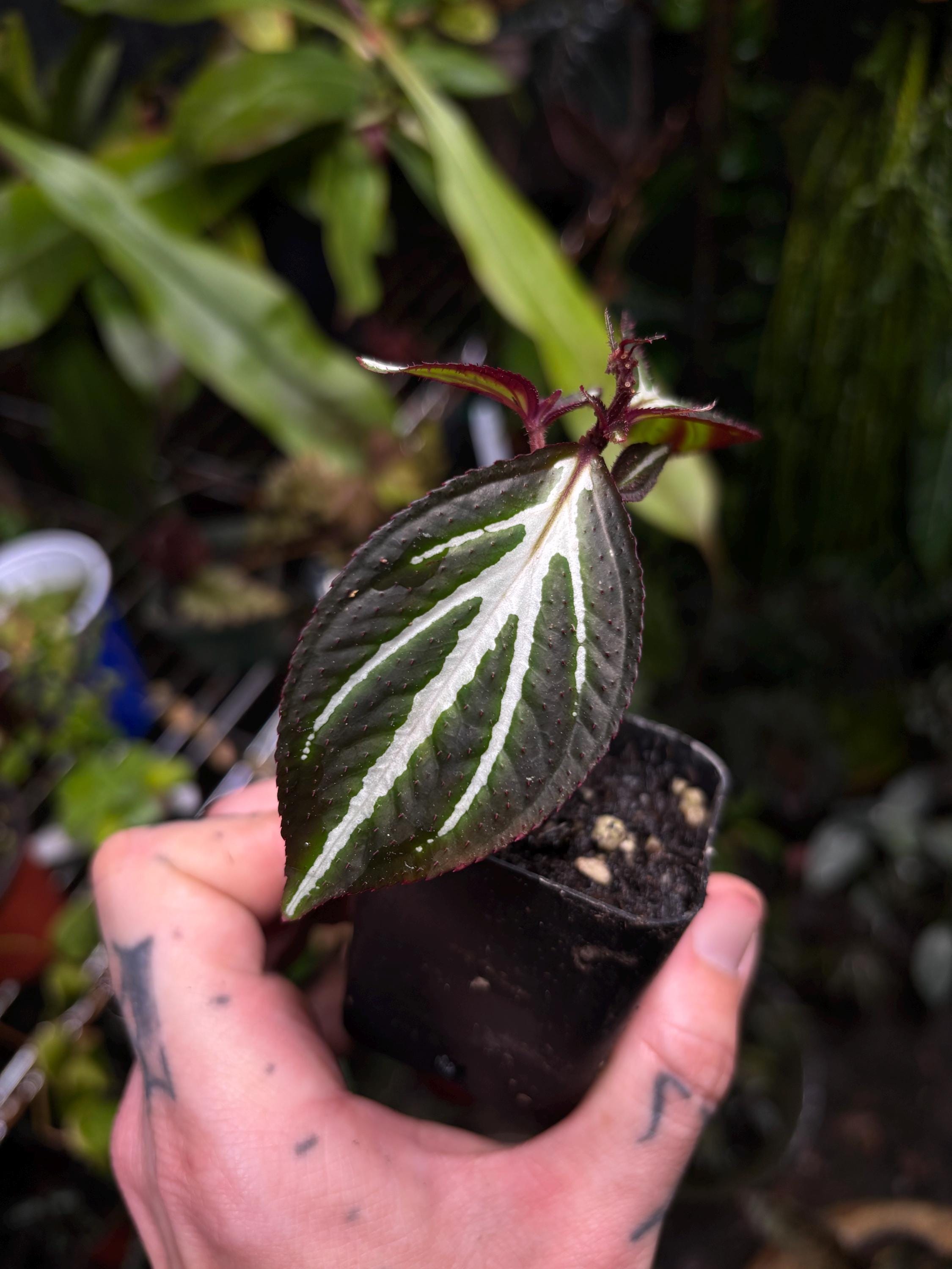 Sonerila Sp. 