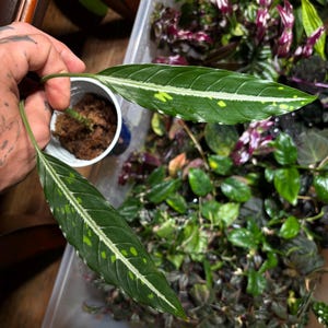 Dieffenbachia harlingii - seltenes Aroid für Terrarien, Pfeilfroschaquarien und Gewächshäuser