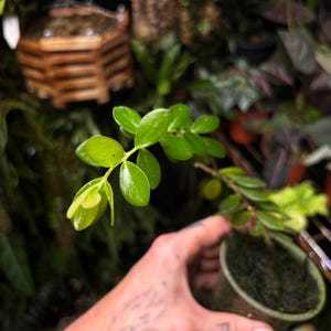 May include: A close-up of a small green plant with glossy leaves. The plant is held in a small, green ceramic pot filled with moss. The background is filled with other plants and a wooden hanging basket.