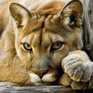 Patrones de punto de cruz "Puma" 300x300 puntos, 60 colores. Formato PDF. Carta de colores, instrucciones y material adicional.