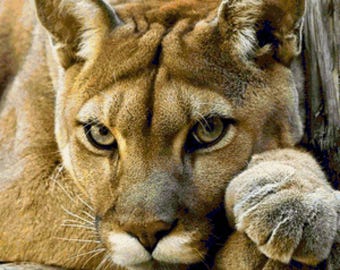 Patterns cross stitch &quot;Puma&quot;  300x300 stitches 60 colors . Pdf format. Color card, instructions.  + Bonus.