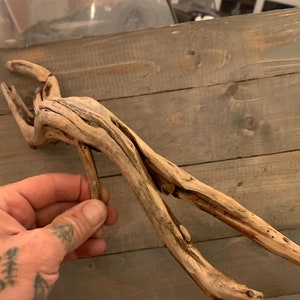 May include: A piece of driftwood with a natural, weathered finish. The wood is light brown and has a unique, twisted shape.