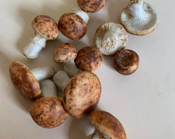 porcelain button mushrooms, portobellas