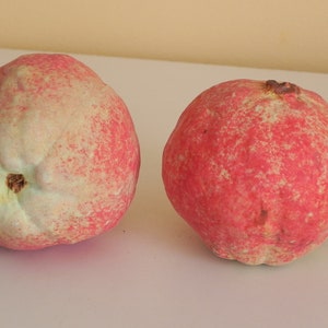 SALE 2 whole porcelain guavas, faux fruit, fake food, food styling,