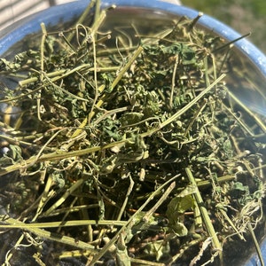 Jamaican Dog Blood Bush - Rivinia Humilis