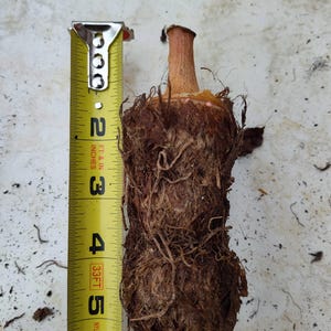 Colocasia Elephant Ear Bulb!!
