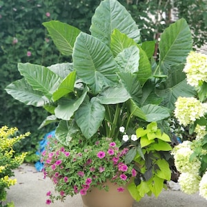 Alocasia Up-Right &quot;Odora&quot; Elephant ear BULB!!!!!