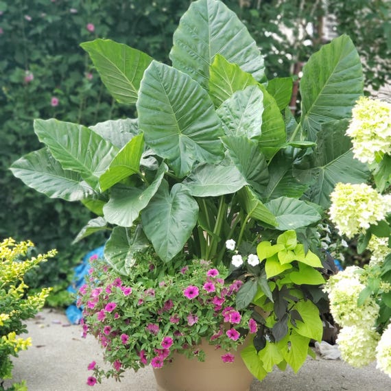 Alocasia Up-right "odora" Elephant Ear BULB!!!!! - Etsy