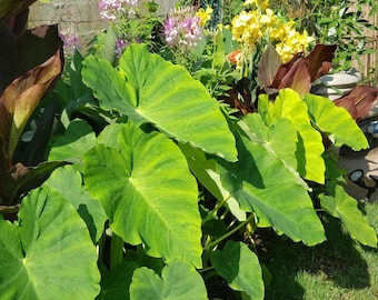 ¡Bulbo de Colocasia Elephant Ear de 5"!