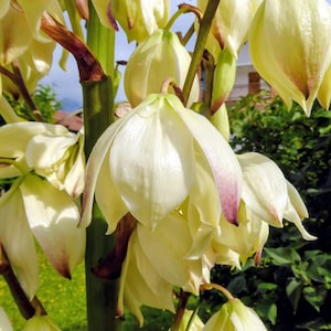 May include: A cluster of bell-shaped yucca flowers with creamy white petals and subtle purple-tinged tips. The blossoms are attached to a thick, upright green stalk, with some petals showing a smooth, waxy texture and delicate veining.