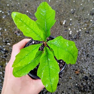 May include: A young oak sapling with vibrant green, lobed leaves growing in a small black plastic nursery pot filled with dark potting soil. The leaves appear moist with visible veins and a glossy texture, radiating from a central stem.