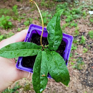 May include: A small green plant with elongated, pointed leaves featuring visible water droplets, potted in a square, bright purple plastic container filled with dark soil, with a single thin, light-colored stem extending upward from the center.