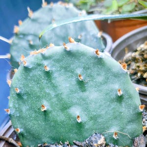 Eastern Prickly Pear Cactus | Live Opuntia Plant in 4" Pot