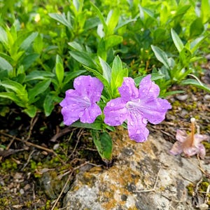 May include: Close-up of two vibrant purple flowers with water droplets, set against a backdrop of lush green foliage. The flowers are in full bloom, showcasing their delicate petals and intricate details. A natural, outdoor scene.