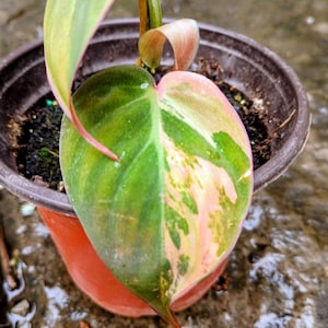 goeldii philodendron Finger Leaf Philodendron