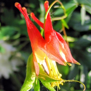 Eastern Red Columbine – Live Aquilegia canadensis | Wild-Type Tennessee | 4" Pot | Hummingbird Plant | Native Perennial