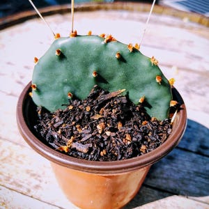 May include: A small potted cactus with a vibrant green pad and orange spines. The cactus sits in a brown plastic pot filled with dark soil and wood chips. The pot is on a wooden surface.