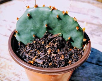 calathea erde kaufen Calathea- & Maranta-Substrat – feuchtigkeitsstabile Mischung für  Gebetspflanzen main image 1