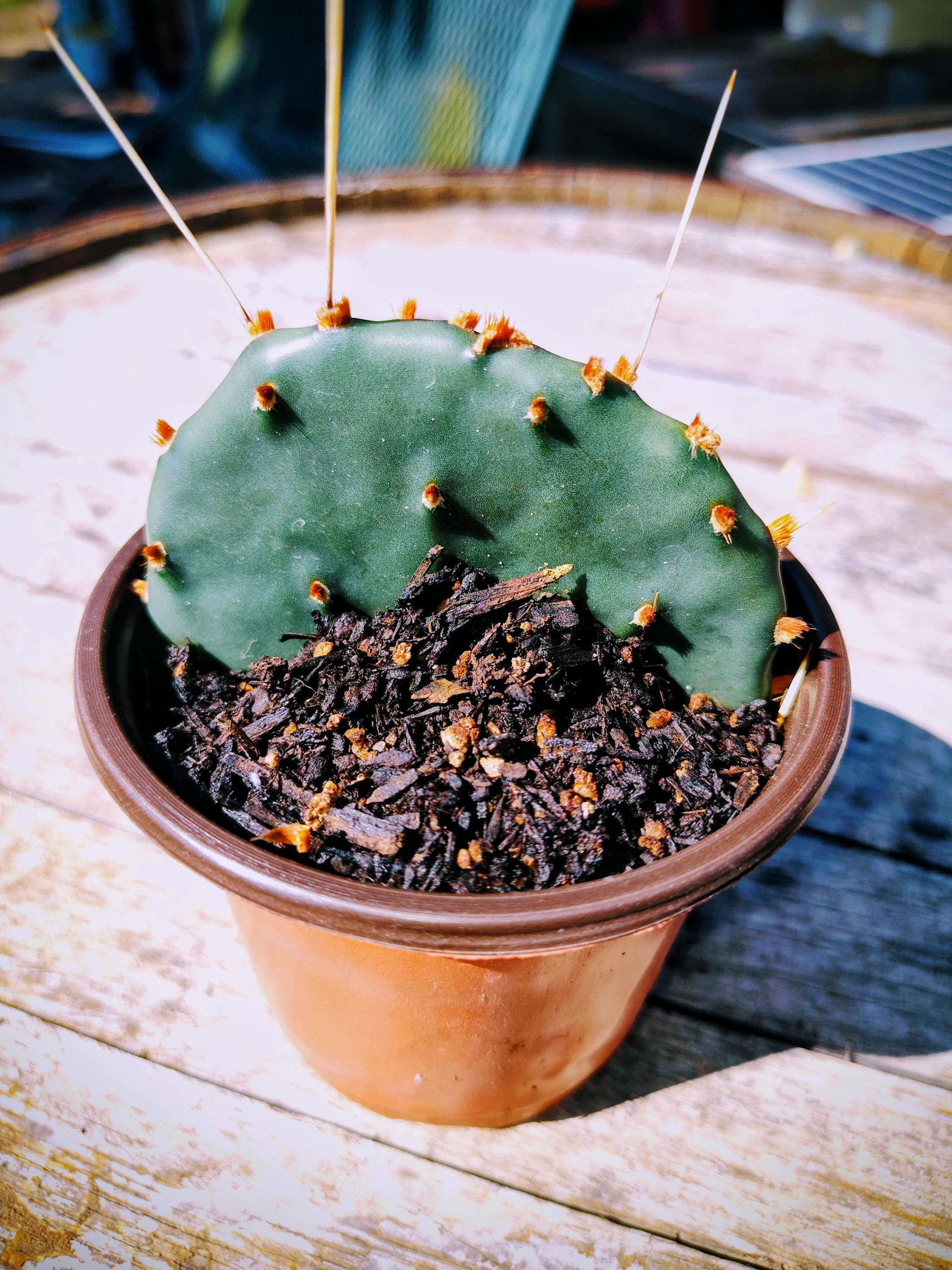 Cold Hardy Opuntia - Etsy