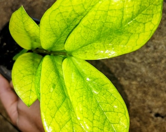 ZZ Plant Chameleon | Zamioculcas zamiifolia 'Chameleon' | Rooted 4" Pot