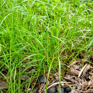 May include: A patch of vibrant green grass blades growing from the earth, interspersed with thin, dried brown stems and scattered fallen leaves on the dark soil surface, creating a natural texture of living vegetation and organic debris.