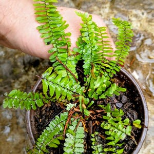 May include: A potted fern with vibrant green fronds. The plant is in a brown plastic pot, and the soil is visible. The fern's leaves are a bright green color, and the plant appears healthy. The background is a blurred, neutral tone.