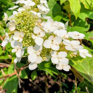 May include: A cluster of white hydrangea flowers featuring four-petaled blooms and small, tightly packed green buds. The petals display subtle brown edges and delicate veining, set against a backdrop of vibrant green leaves on thin brown stems.