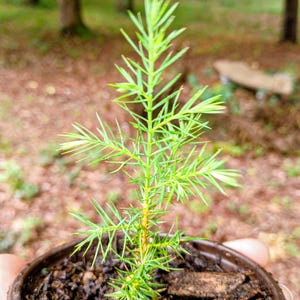 May include: A small, potted evergreen tree with vibrant green needles. The tree is in a brown plastic pot filled with dark soil. The background is blurred, showing a natural outdoor setting with trees and foliage.