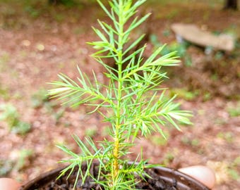 Eastern Red Cedar Seedling (Juniperus virginiana) – Native Tree – Live Plant in 4" Pot – Wildlife Garden – Bonsai Starter – Windbreak Tree