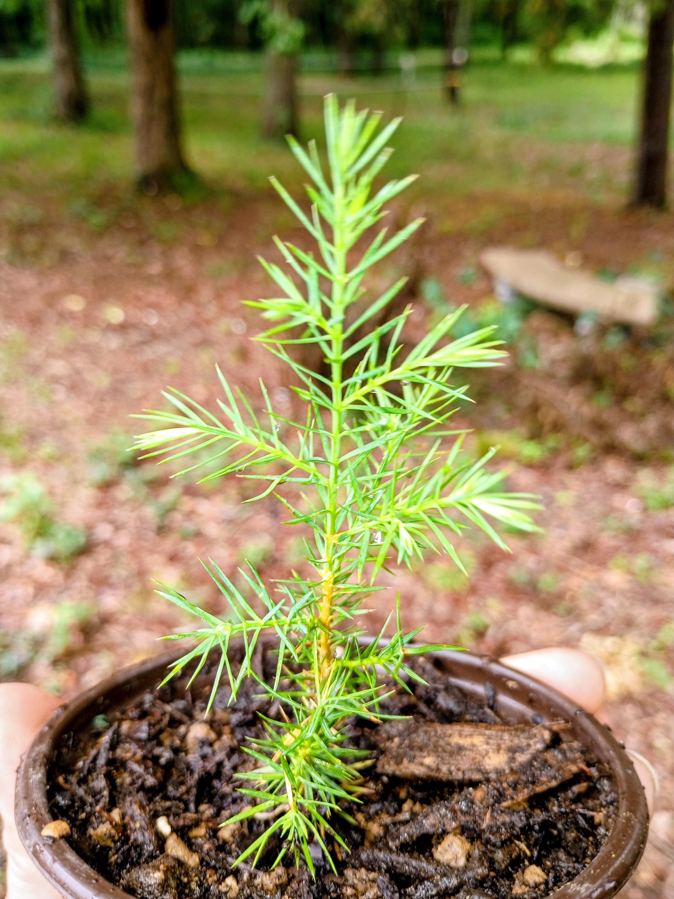 Bonsai Seedling - Etsy