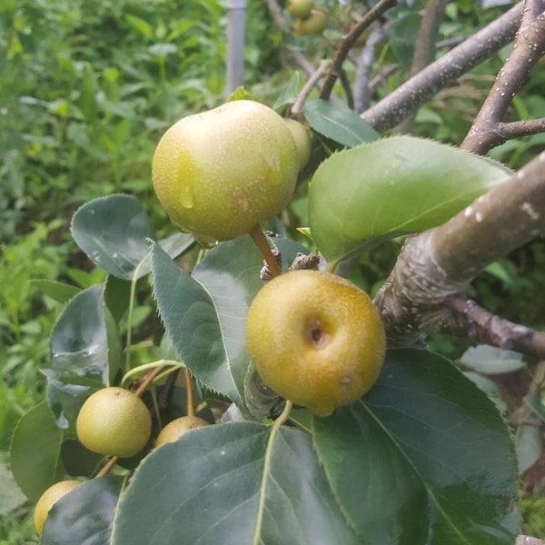 Asian Pear Scion - Shinseiki variety - Grafting stock