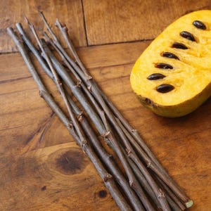 Pawpaw Tree Scions for Grafting