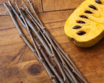 Pawpaw Scion Wood for Grafting – 3 Cuttings per Pack – Select Varieties