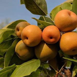 May include: Close-up of a cluster of ripe Asian pears on a tree branch. The pears are a golden-brown color with a slightly rough texture. Green leaves surround the fruit against a clear blue sky. The pears are round and plump, ready for harvest.