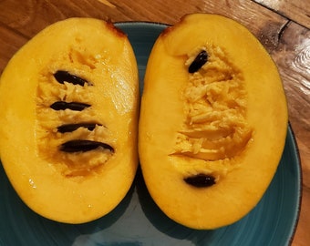 4 asiminiers - *PRINTEMPS 2026* Réservation numérique