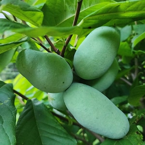 May include: Close-up of a cluster of green pawpaw fruits hanging from a tree branch. The fruits are oblong and have a smooth, slightly textured surface. The leaves are large, green, and provide a backdrop to the fruits.