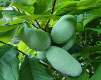 Op de afbeelding: Close-up van een tros groene pawpaw-vruchten die aan een tak hangen. De vruchten zijn langwerpig en hebben een glad oppervlak. De bladeren zijn groot, groen en vormen een achtergrond voor de vruchten.